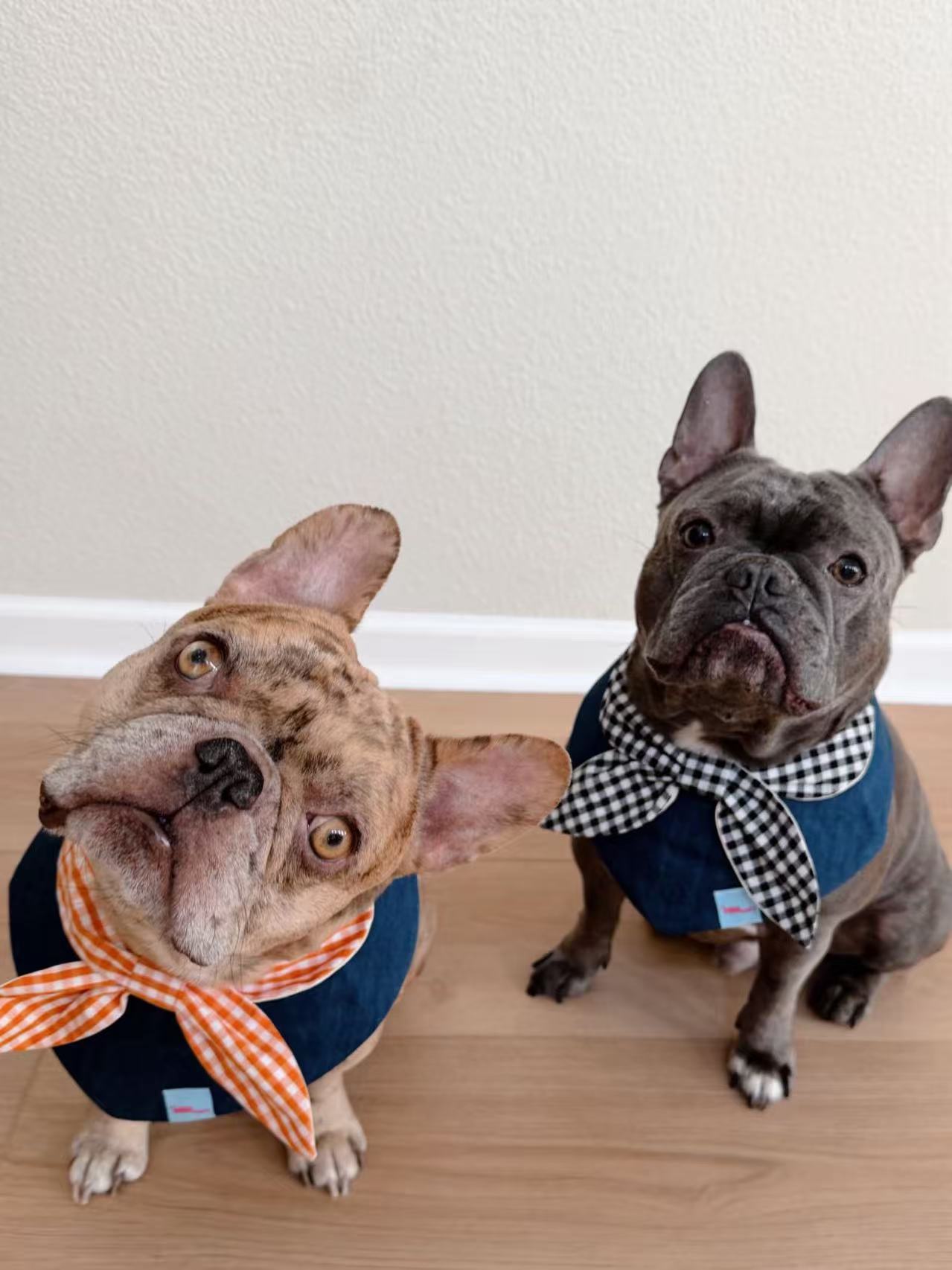 The Pawmart Freeze-Dried Blueberry Goat Milk Yogurt Dog Treat Blind Box With Mystery Collar - Limited Edition Pet Gift Box