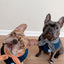 The Pawmart Freeze-Dried Blueberry Goat Milk Yogurt Dog Treat Blind Box With Mystery Collar - Limited Edition Pet Gift Box