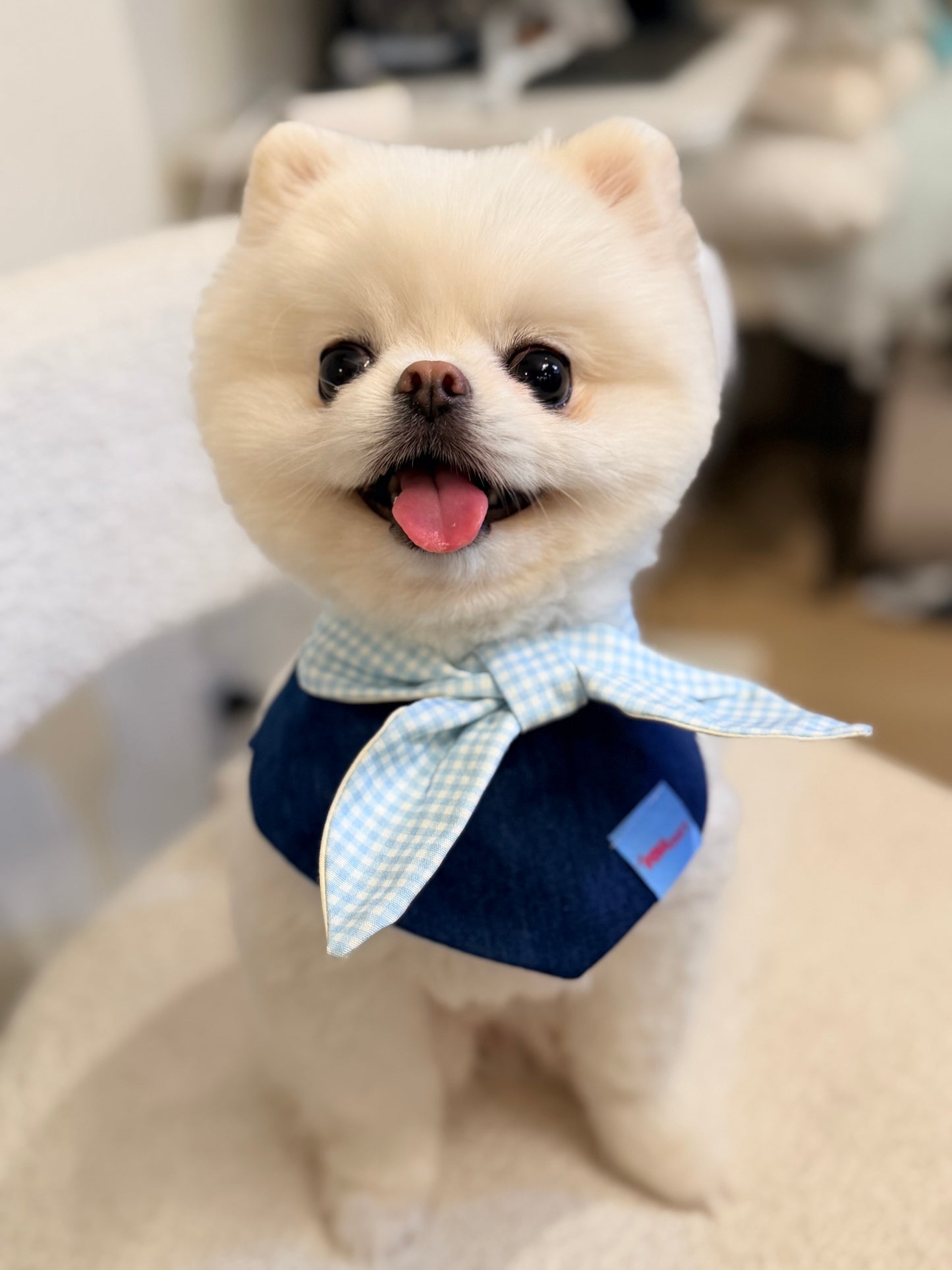 The Pawmart Freeze-Dried Blueberry Goat Milk Yogurt Dog Treat Blind Box With Mystery Collar - Limited Edition Pet Gift Box