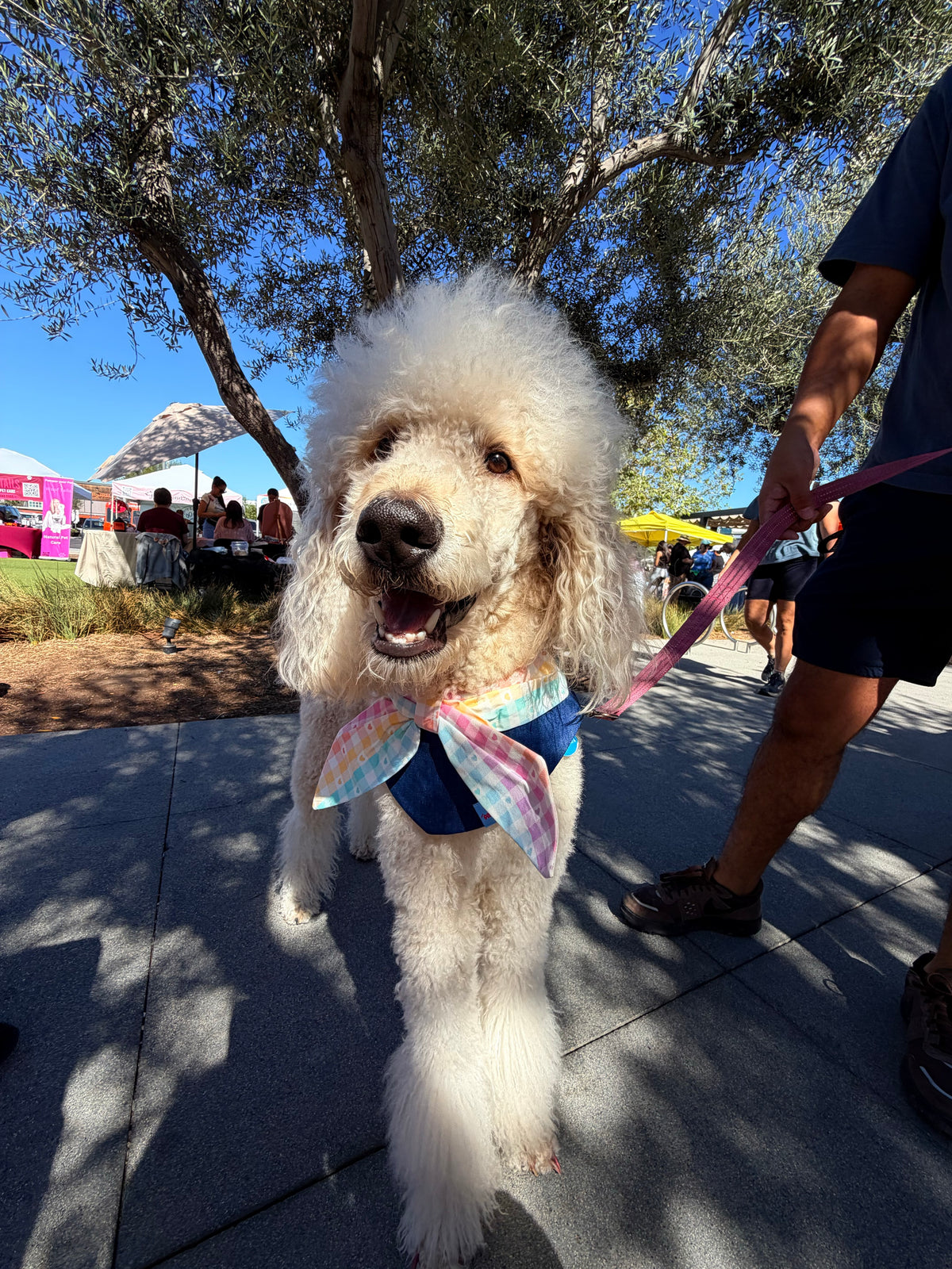 A cream poodle in a pastel bow tie at the Long Beach market.