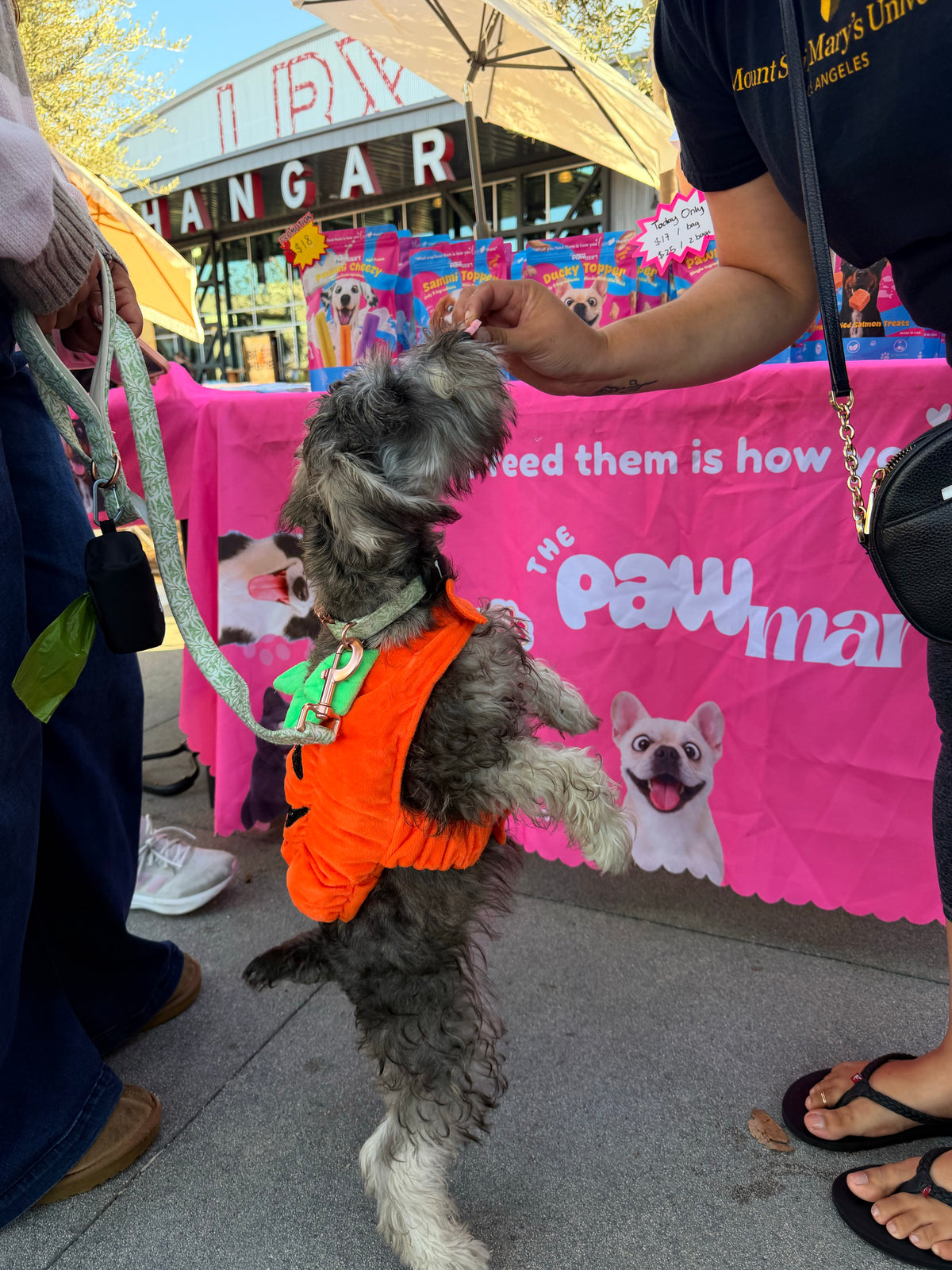 A small dog in an orange pumpkin costume reaching up beside The Pawmart booth.